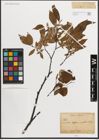 Foto von Salix L.